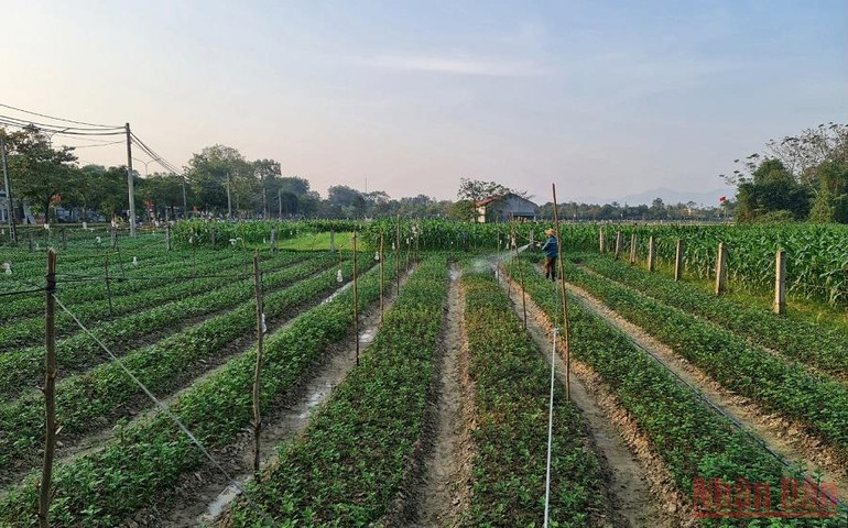 Chăm sóc hoa ở xã Kim Liên (Nam Đàn) để kịp bán dịp vào tết. (Ảnh: THÀNH CHÂU) Góp phần nâng cao chất lượng nguồn lao động và giải quyết việc làm cho lao động nông thôn -0