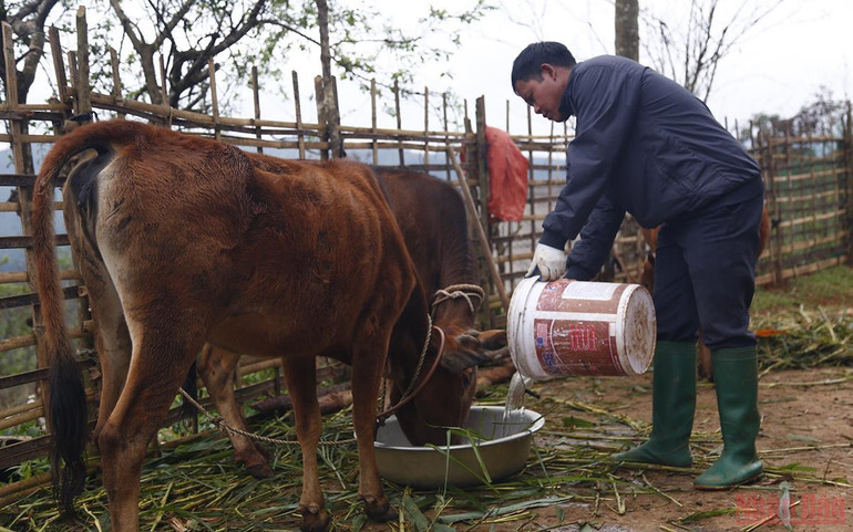 Người vùng cao chăm lo “đầu cơ nghiệp” khi giá rét -0