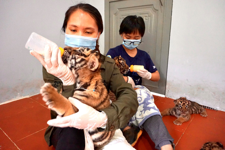 Xử lý nghiêm hành vi nuôi, nhốt hổ trái phép -0