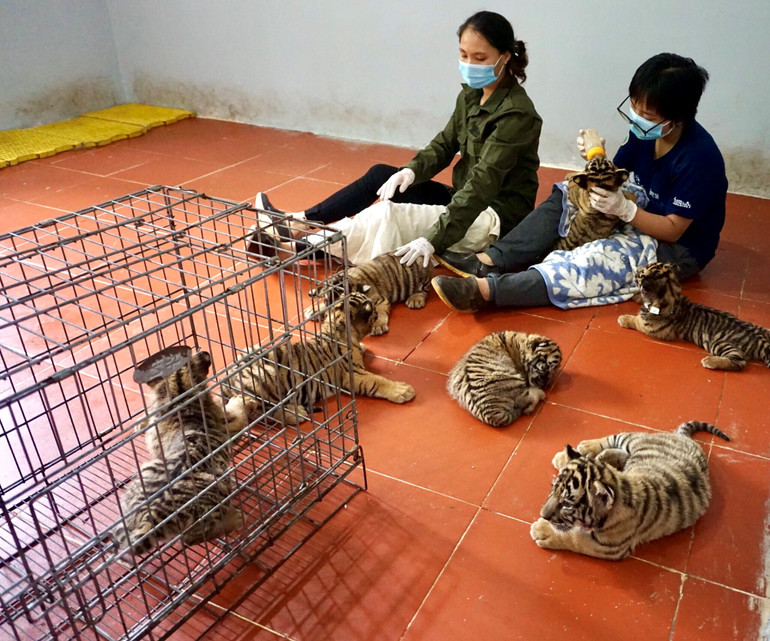 Xử lý nghiêm hành vi nuôi, nhốt hổ trái phép -0