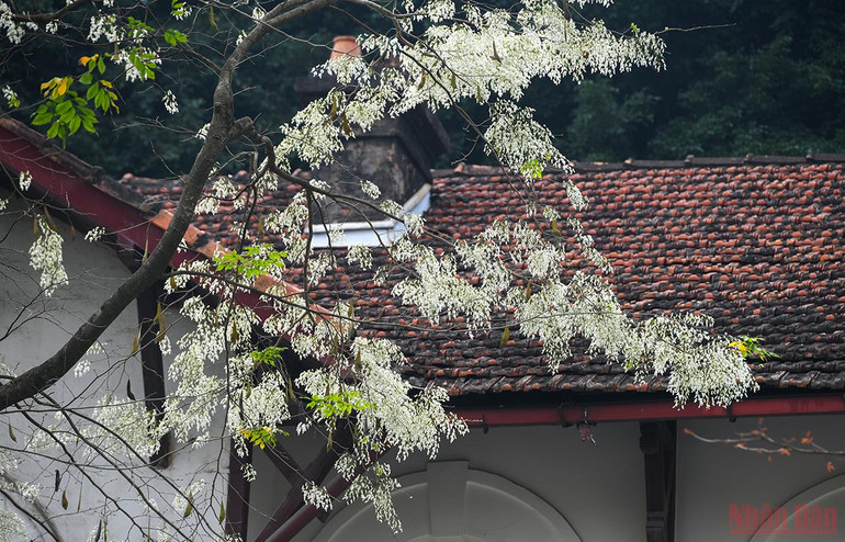 Hà Nội rực rỡ mùa hoa tháng 3 -0