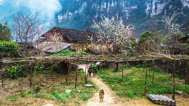 Phố Cáo. Xuân muộn Hà Giang -0