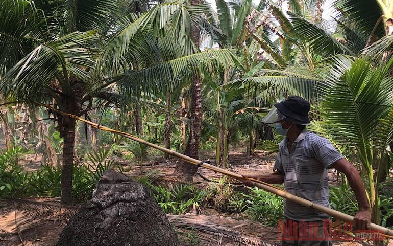 Tập trung phòng trừ sâu bệnh gây hại vườn dừa ảnh 1 Tập trung phòng trừ sâu bệnh gây hại vườn dừa -0