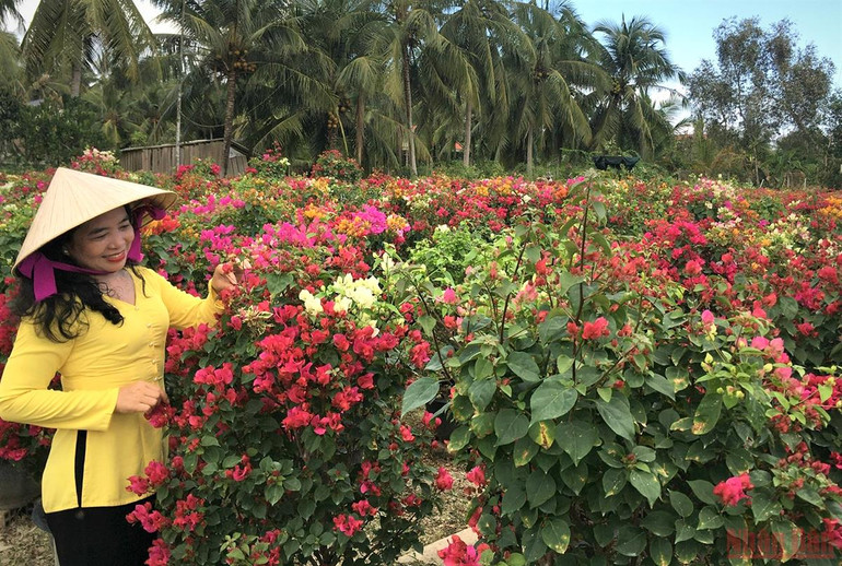 Làng hoa, cây cảnh Bến Tre tất bật sản xuất phục vụ thị trường Tết -0