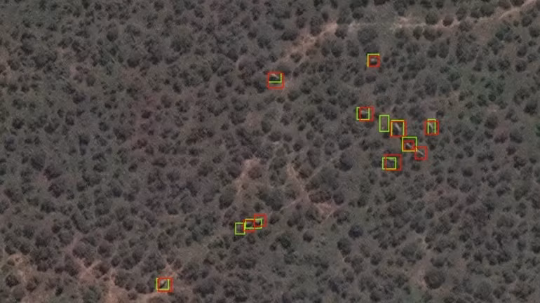 Đếm voi từ không gian bằng vệ tinh và máy tính thông minh -0