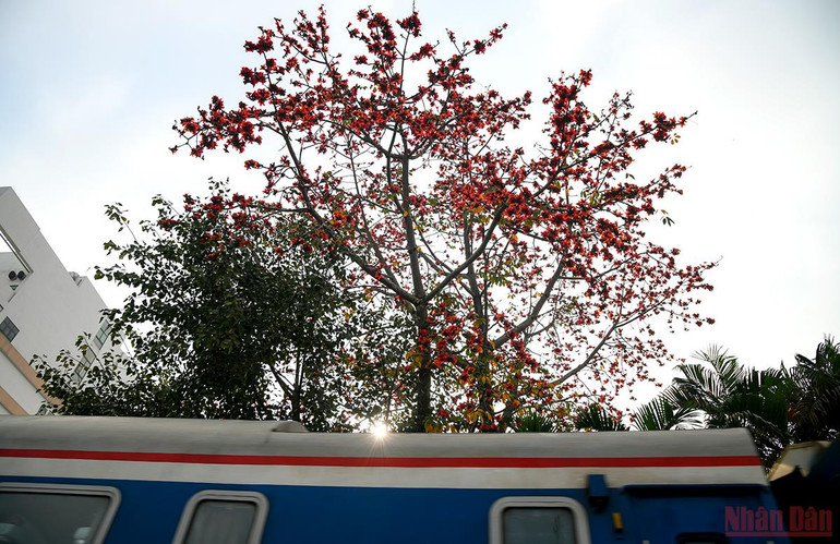 Hà Nội rực rỡ mùa hoa tháng 3 -0