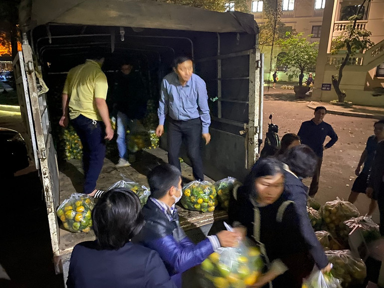 Chuyện “giải cứu” quýt và nghịch lý ở Quỳ Hợp -0