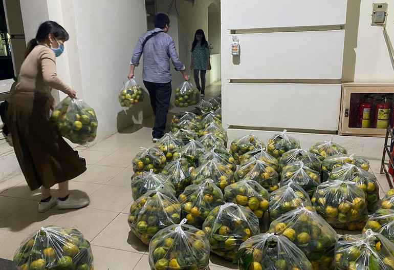 Chuyện “giải cứu” quýt và nghịch lý ở Quỳ Hợp -1