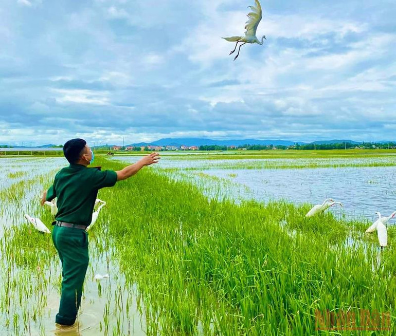 Quảng Bình: Ngăn chặn nạn tận diệt chim trời -0