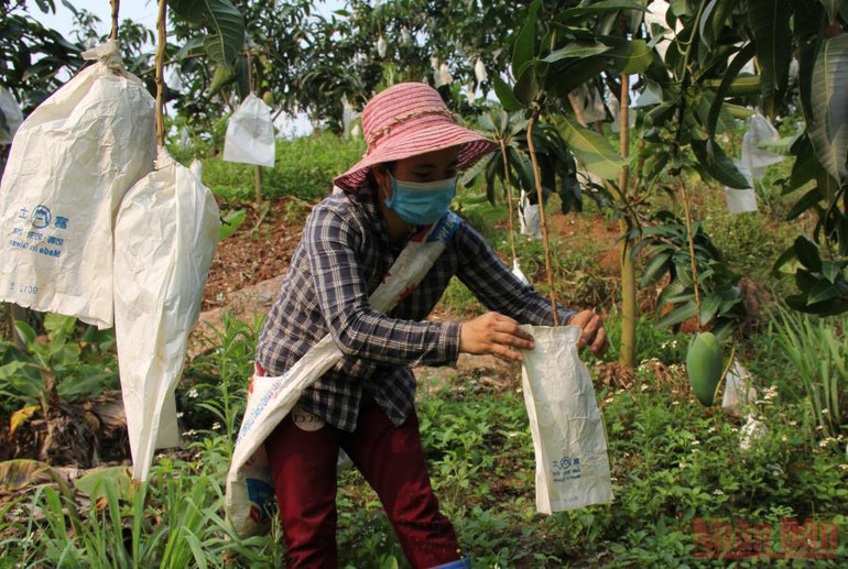 Người trồng xoài tại huyện Mường La thực hiện bao trái cho xoài. Sơn La tìm giải pháp đẩy mạnh tiêu thụ nông sản -0