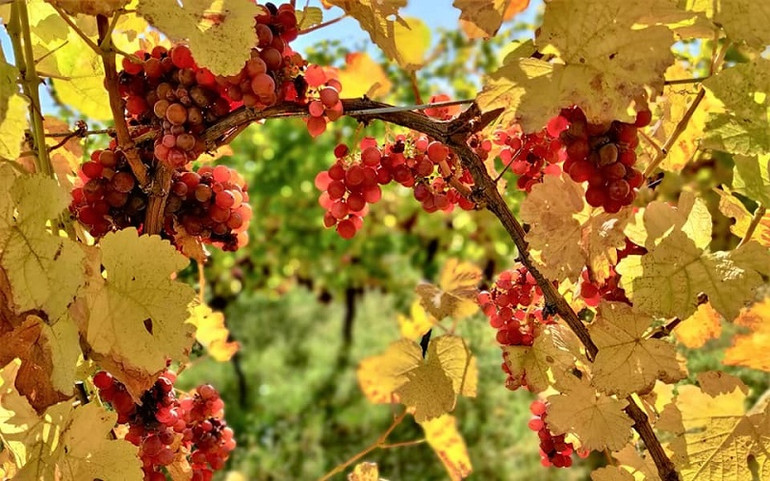 Con đường trở thành thủ khoa đại học Pháp của nữ sinh trường làng -4