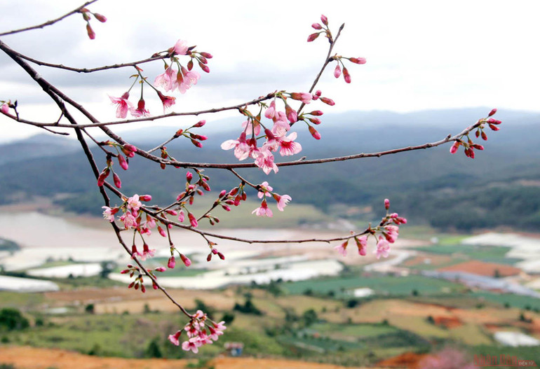 Sắc hồng giữa cao nguyên Lang Biang -3