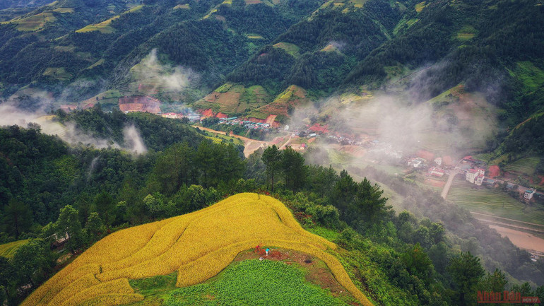 Mù Cang Chải mùa lúa chín -0