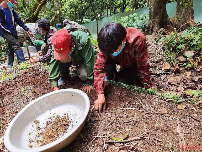 Khám phá mùa trồng mới “quốc bảo” sâm Ngọc Linh -0