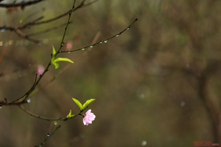 Người dân làng Nhật Tân tất bật tuốt lá đào chờ đón Tết Nguyên đán -1