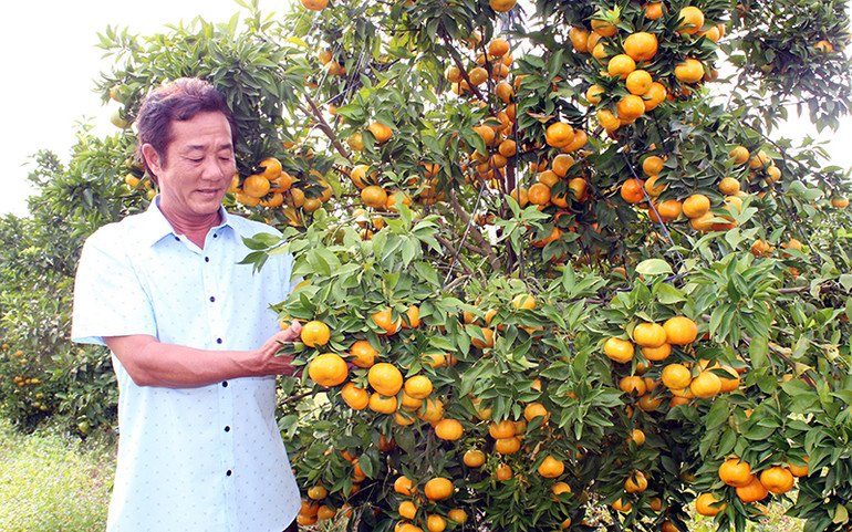 Vườn cây có múi theo tiêu chuẩn VietGAP mang lại hiệu quả cao của ông Lâm Thành Thương ở huyện Bắc Tân Uyên. Bình Dương phát triển nông nghiệp công nghệ cao -0