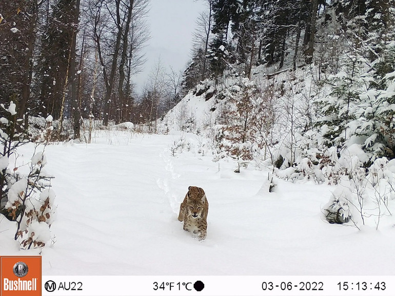 Những bức ảnh ấn tượng về động vật hoang dã -0