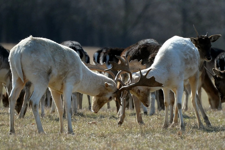 Những bức ảnh ấn tượng về động vật hoang dã -0