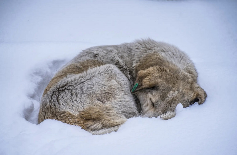 Những bức ảnh ấn tượng về động vật hoang dã -0