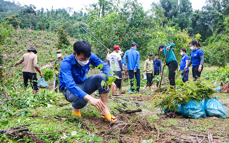 Dù mệt nhọc sau thời gian di chuyển nhưng các bạn đoàn viên rất hồ hởi với việc trồng rừng. Tuổi trẻ Quảng Ngãi góp sức phục hồi rừng đầu nguồn -0