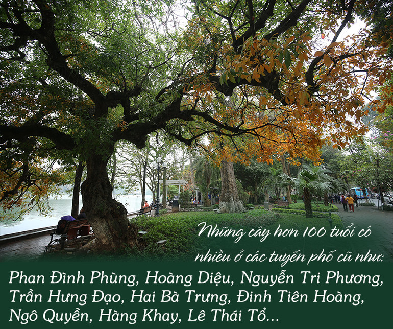 Cây xanh Hà Nội -0