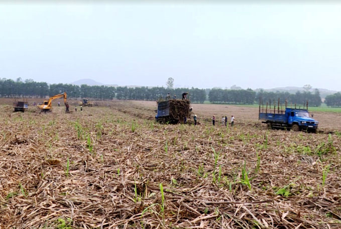 Thu hoạch mía và chăm sóc mía lưu gốc sau thu hoạch. Ngành mía đường Thanh Hóa nỗ lực vượt khó -0