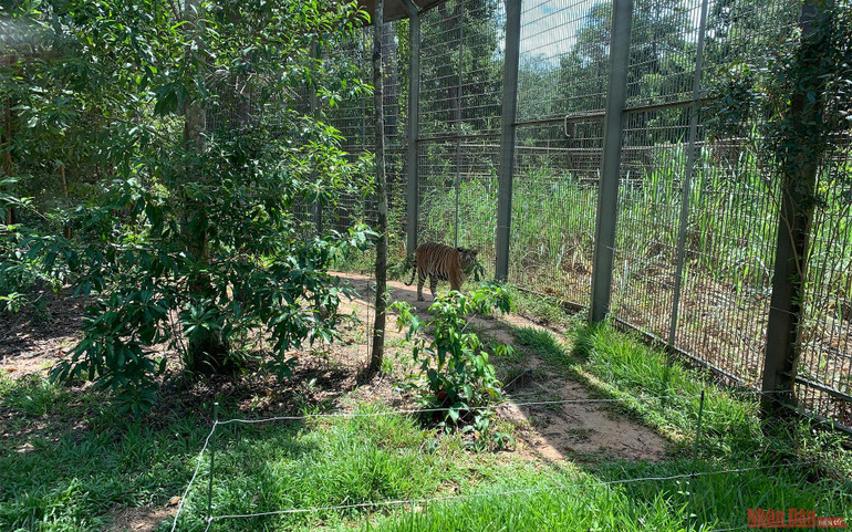 Trải nghiệm công viên động vật hoang dã Safari Phú Quốc -0