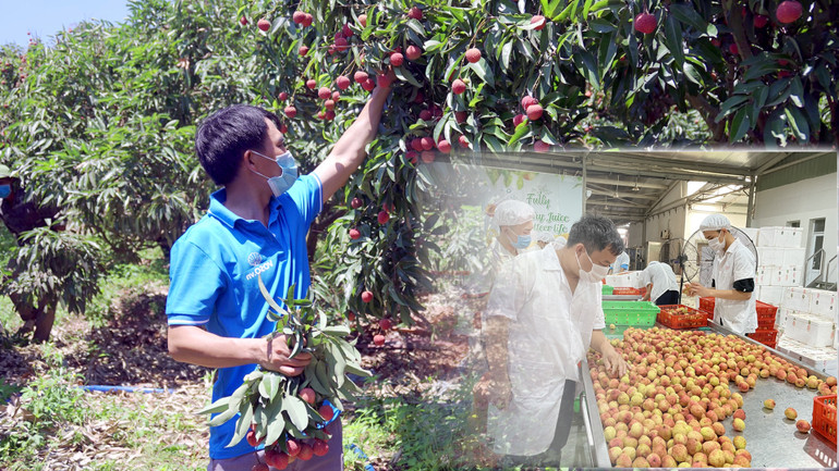 Kỳ tích của trái vải nhỏ -0