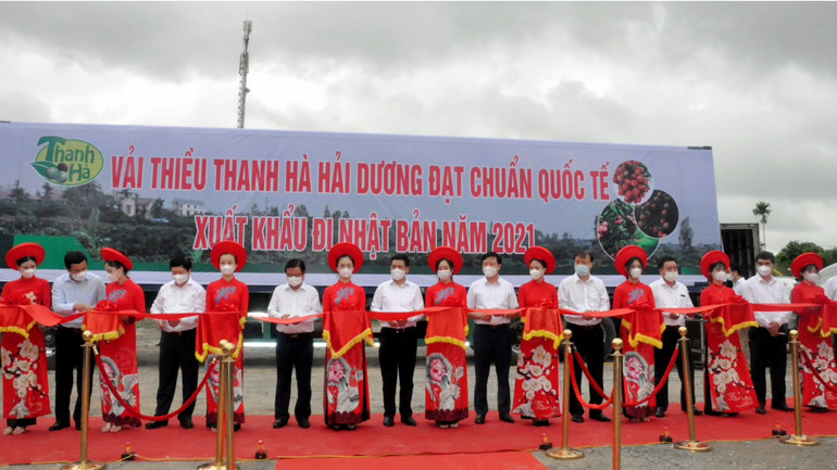 Kỳ tích của trái vải nhỏ -0