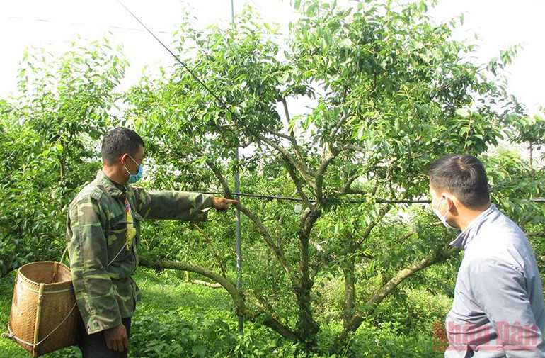 Mắc lưới chống mưa đá của nông dân Sơn La -0