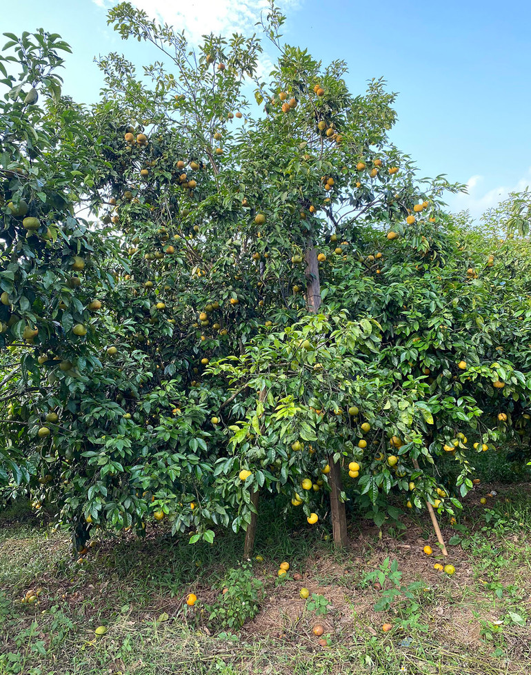 Chuyện “giải cứu” quýt và nghịch lý ở Quỳ Hợp -0