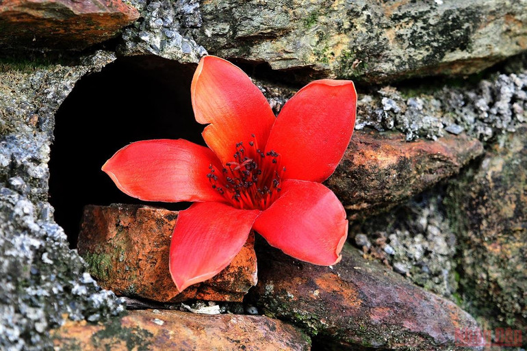 Rực đỏ mùa hoa gạo bên sông Lam -0