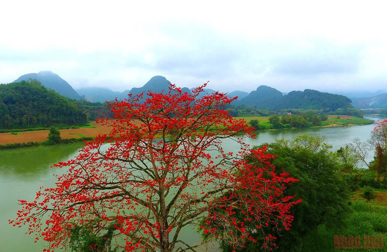 Rực đỏ mùa hoa gạo bên sông Lam -0
