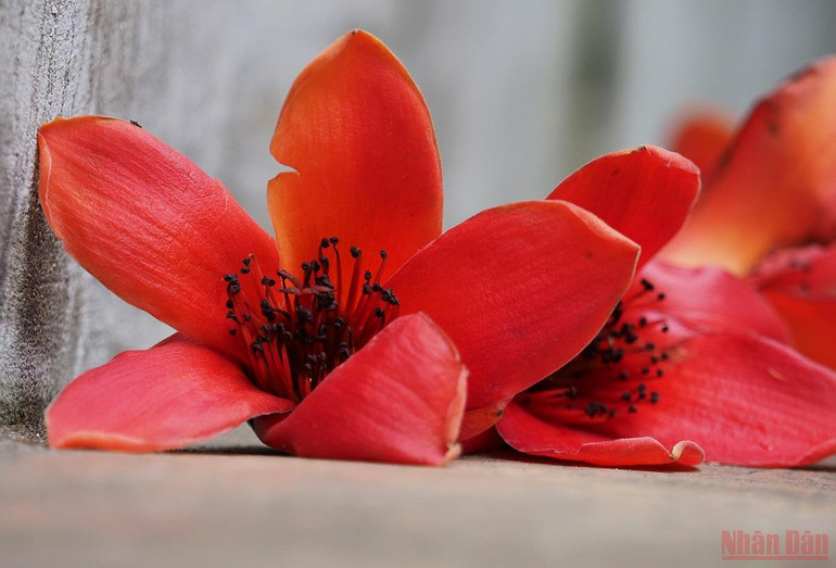 Rực đỏ mùa hoa gạo bên sông Lam -0