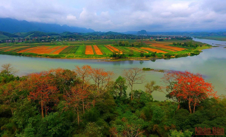 Rực đỏ mùa hoa gạo bên sông Lam -0