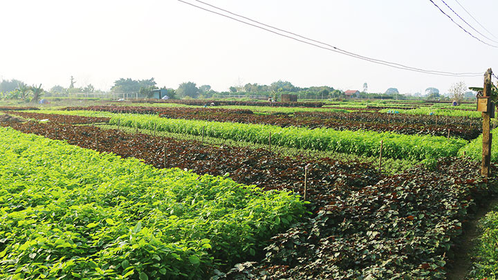 Vui buồn làng rau gia vị -0
