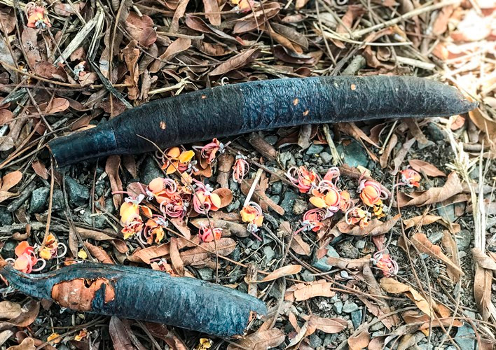 Mùa ô môi trên quê hương miền tây -0