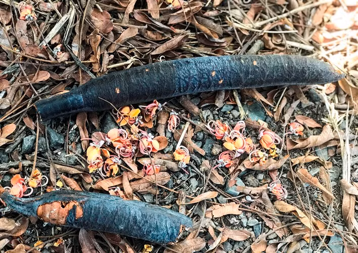 Mùa ô môi trên quê hương miền tây -0