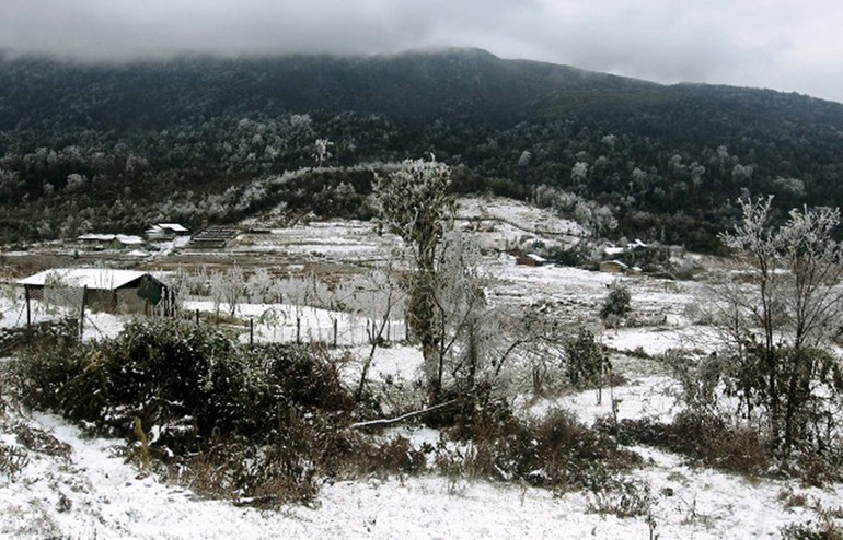 Nhiều gia súc bị chết rét vì băng tuyết ở Lào Cai -0