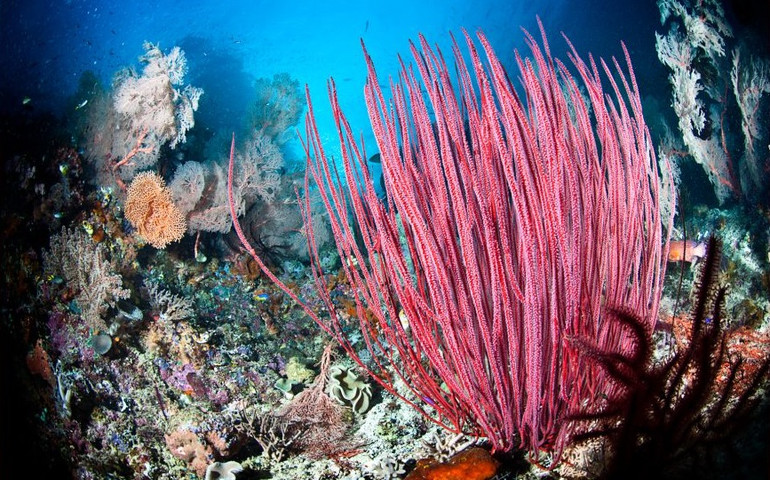 “Cuộn dây thừng” trên bãi biển thực ra là một sinh vật kỳ lạ -0