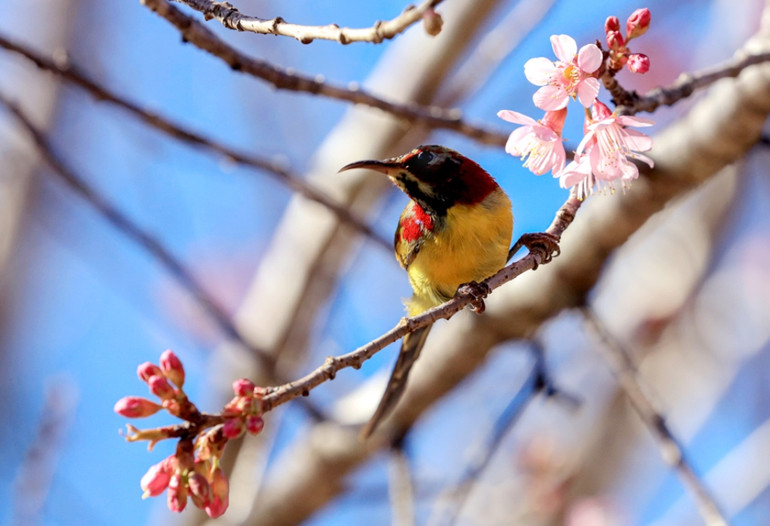 “Săn” vũ điệu xuân -0