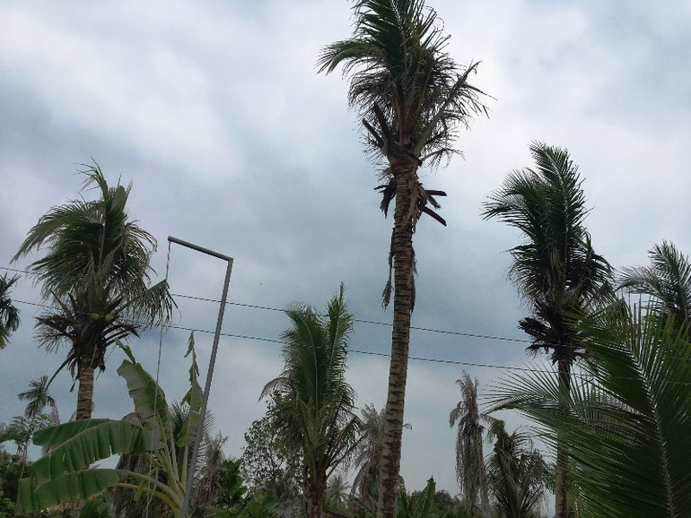 Dịch sâu đầu đen tấn công vườn dừa Bến Tre -0