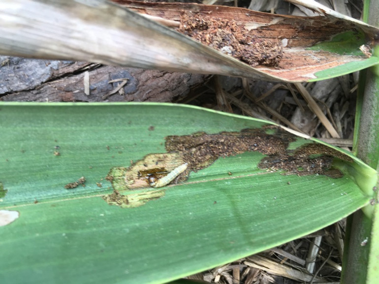 Dịch sâu đầu đen tấn công vườn dừa Bến Tre -0