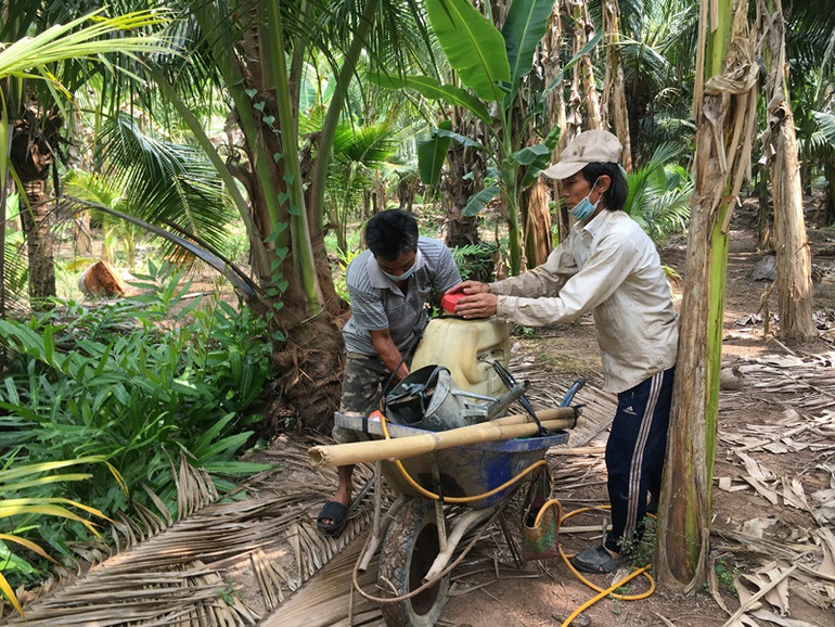 Dịch sâu đầu đen tấn công vườn dừa Bến Tre -0