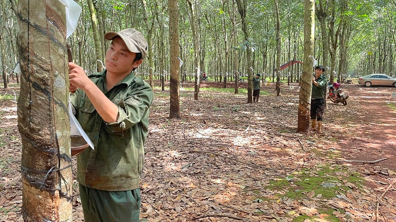 Công nhân khai thác mủ cao su tại nông trường cao su Cẩm Đường thuộc Công ty Cao su Đồng Nai (tỉnh Đồng Nai). Chăm lo đời sống công nhân dân tộc thiểu số -0