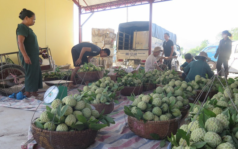 Ngọt ngào mùa na Chi Lăng -0