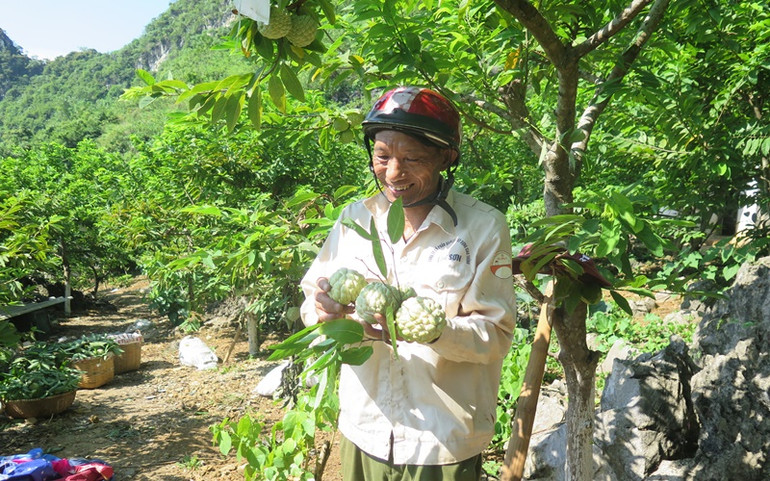 Ngọt ngào mùa na Chi Lăng -0