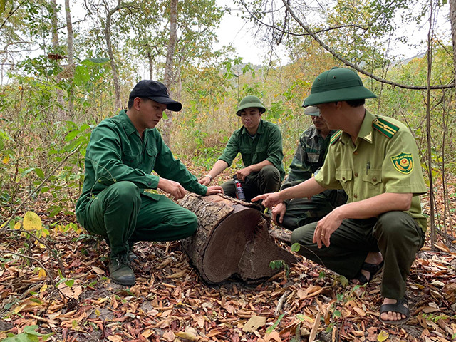 Rừng bảo tồn Ea Sô trước áp lực bị tàn phá ảnh 2 Rừng bảo tồn Ea Sô trước áp lực bị tàn phá ảnh 2