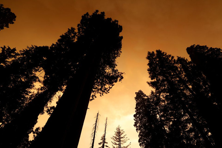 Tổng thống Mỹ lên kế hoạch giải cứu cây khổng lồ trong Ngày Trái đất -0