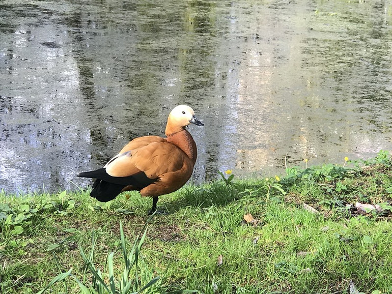 Khu vườn độc đáo ngay trong lòng phố xá Moscow -0